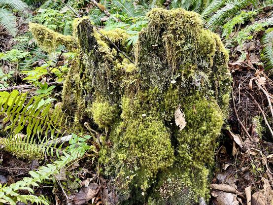 The remains of an old tree stump, barely holding together, is covered with an assortment of moss and lichens, from scaly to fuzzy to shaggy. Ferns surround it, and some tiny mushrooms poke through the moss.