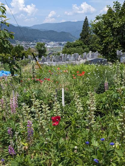 Wild flowers and grass in the forefront, with a Buddhist cemetery in the background. There are mountains in the back. It is the peak of the day on a hot summer day.