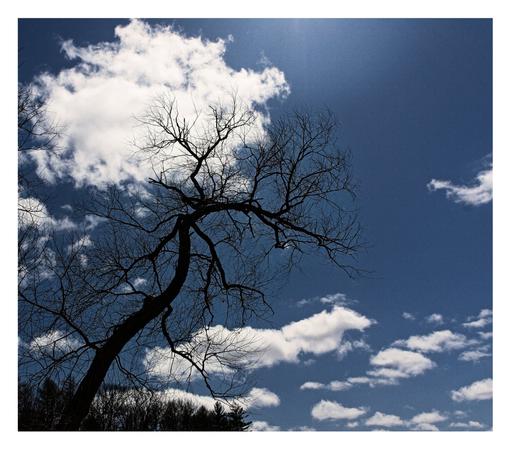 Clouds in a blue sky with a black tree peaking in from the corner.