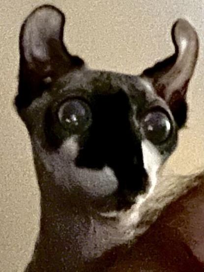 Elf cat wide eyes papa zoomed in