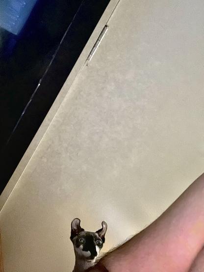 Elf cat wide eyes papa from behind a chair