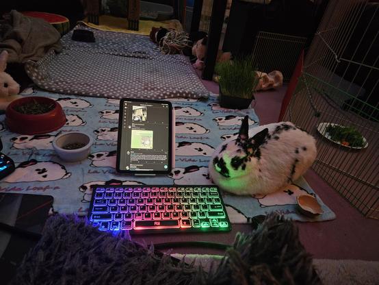 Bunny looks over a glowing keyboard with Mastodon toots on an iPad screen beside her