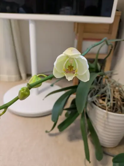 この画像には、室内で育てられているランの花が写っています。白っぽい花が一輪開花しており、その周囲にはまだつぼみの状態の花も見えます。背景には白いスタンド型のテレビや木製の棚があり、植物は白い鉢に植えられています。鉢の中には乾燥した根も見えており、ラン特有の管理方法がうかがえます。