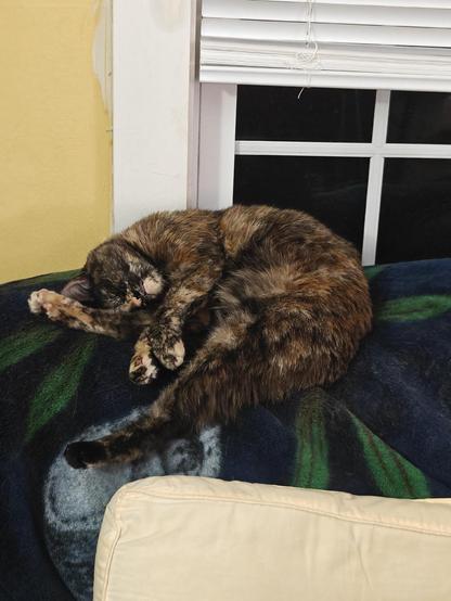 A tortoiseshell cat laying like a crazy person on the back of a couch