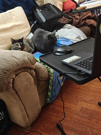 Two cats on a couch looking at a computer