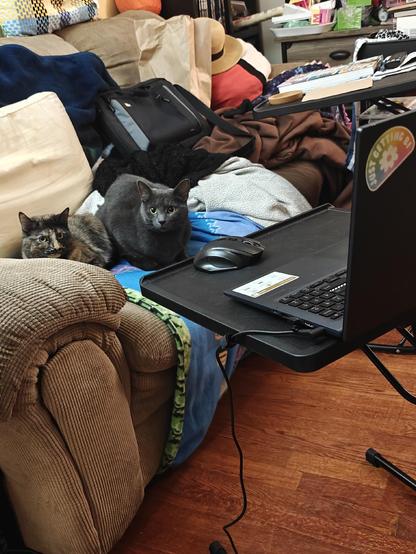 Two cats on a couch that are looking at the strange person holding the camera instead of the computer they were just looking at