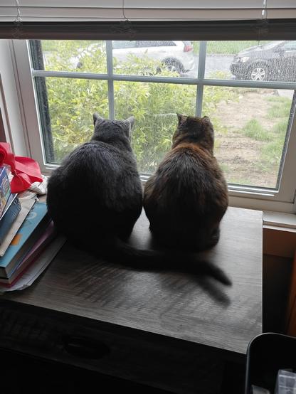 Two cats looking out a window to the left