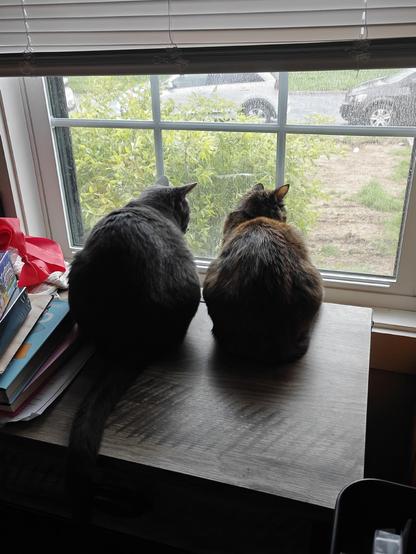 Two cats looking out a window to the right