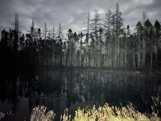 a photo taken at night of a pond surrounded by a forest and other bog vegetation, which also reflect in the water. The sky is cloudy but the full moon is giving it a silver glow. Headlamps brighten the vegetation in the foreground and reflect the fog over the water. Wood frogs and barred owls were calling when this photo was taken.