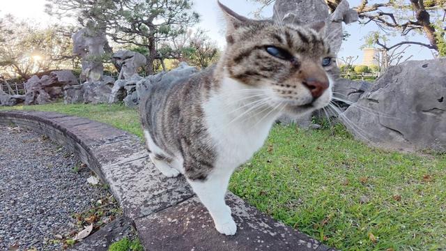 いつも喧嘩ばかりしているキジシロ猫とシャム猫に仲間猫達もあきれる