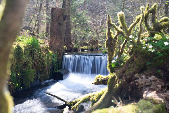 In a sunlit forest, a small moss-covered weir creates a short waterfall. Next to it stands a weathered, mossy stone pillar, partly wrapped in ferns. Water flows smoothly over the edge, forming a gentle cascade into the creek below. In the foreground, twisted branches and stumps adorned with soft green moss and white woodland flowers frame the scene, while tall trees rise in the background.