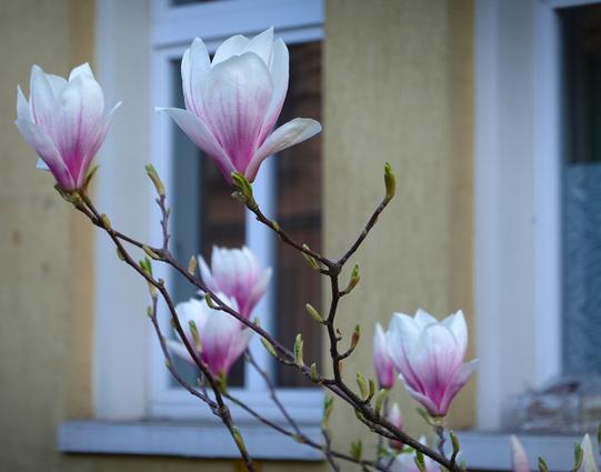 ca. 5 große weiß-rosa Magnolien-Blüten