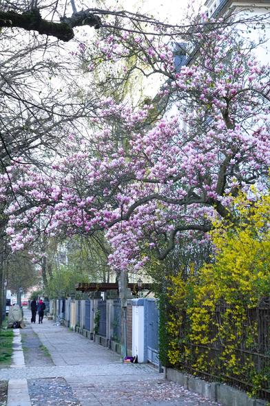 großer Magnolien-Baum