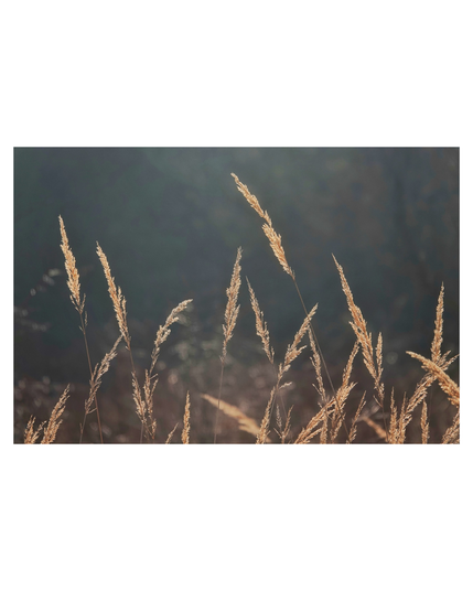 This is a landscape format colour image of grass seed heads backlit and standing against a dark, shadowed background creating high contrast between the grasses in the foreground. Taken with a Sony RX100.