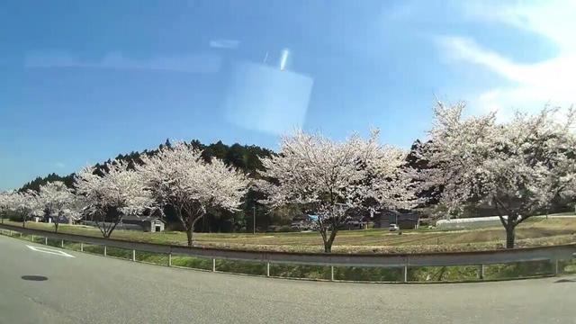 七尾市 吉田町『ほたるロードの桜並木』2025/04/12