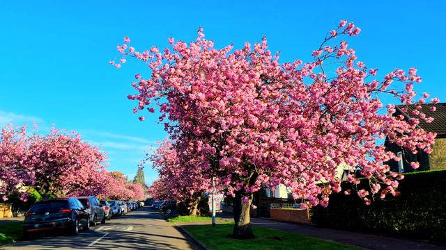 Pink cherry blossom trees lining a Glasgow street.
