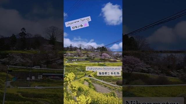 【日本の春】2025 japanese spring 福島県二本松市の穴場スポット‼️二本松城跡裏側にある桃源郷🌸🤭#shorts