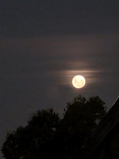 Full moon rising above the trees outside my house