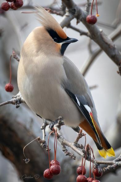 Voici une observation inattendue dont je suis vraiment fier. Alors que je venais de croiser un jeune phoque, un petit groupe de Jaseurs Boréaux est venu égayer ma journée. Voici l'un d'eux.