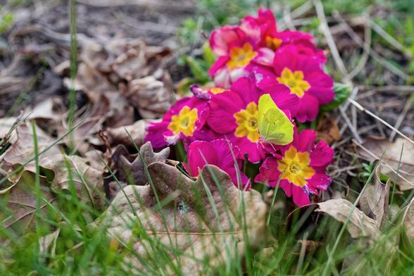 En citronfjäril på en blomma