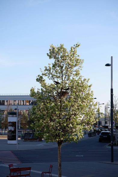 Das Bild zeigt einen Baum am Hannah-Arendt Platz. Er hat grüne Blätter und weiße Blüten. In der oberen Hälfte des Baums ist ein Nest, darüber sitzen zwei Krähen. Im Hintergrund sieht man eine Litfaßsäule, ein Auto und einige Sitzbänke.