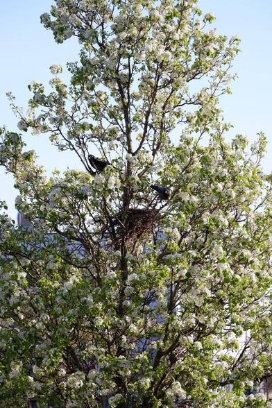Das Bild zeigt einen Baum mit vielen weißen Blüten und grünen Blättern. In dem Baum sieht man ein Nest, oberhalb des Nests sitzen zwei Krähen. Dahinter sieht man blauen Himmel.