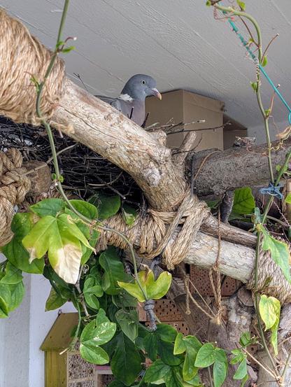 Nahaufnahme der Ringeltaube in ihrem Nest auf den Katzenkletterästen.