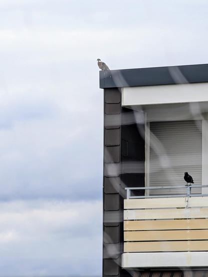 Smartphone Teleaufnahme durchs Katzenschutznetz. Der Tauber sitzt gegenüber auf der Ecke vom Flachdach des Wohnblocks und guckt herüber.
Auf dem Balkongeländer unter ihm eine Kunststoffkrähe die keinen Vogel auch nur am Rande interessiert. Die Tauben setzen sich oft daneben.