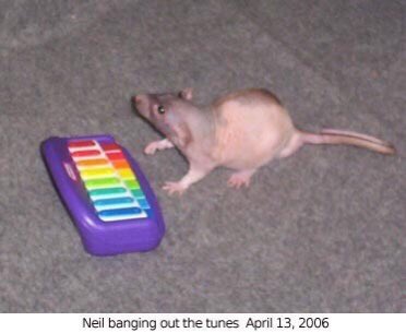A blurry photo of a naked rat standing inquisitively by a tiny xylophone. The text below reads "Neil banging out the tunes April 13, 2006