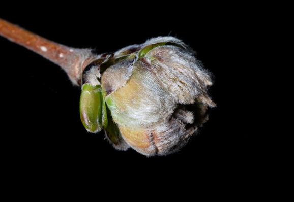 A tiny budding flower. Just a stalk with the gray leaves/petals just beginning to open. The gray leaves are covered in a soft down.