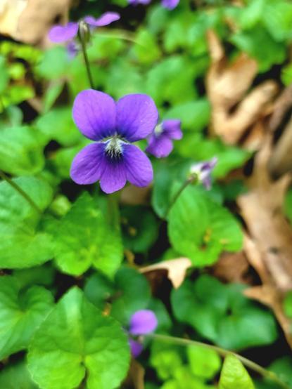 Color Photo.  
Personally taken photograph.  Not AI.

A close-up, slightly angled shot captures a vibrant purple violet flower as the central focus, surrounded by lush green heart-shaped leaves and hints of dry, brown fallen leaves in the background. The violet stands out with its five velvety petals, the lower three displaying delicate dark purple lines radiating from a bright white and yellowish center. The two upper petals are a solid, rich purple. 

A slender green stem supports the flower, rising above the surrounding foliage. Several other smaller, less sharply focused violet blossoms are scattered amongst the green leaves, adding depth to the scene. The leaves themselves are a healthy, bright green with slightly serrated edges and visible veining. 

The out-of-focus background suggests a natural, possibly woodland or garden setting, with glimpses of textured brown leaves and more green foliage creating a soft contrast to the vivid flower. 

The overall lighting appears natural, highlighting the textures and colors of the plant.