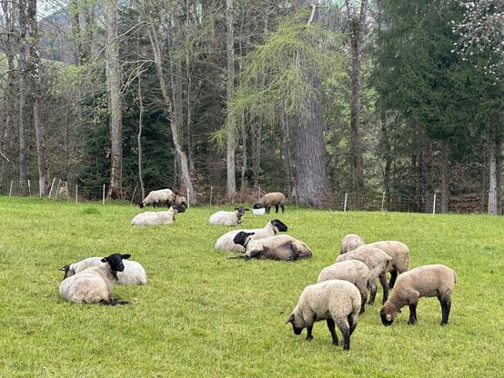 A flow of sheep grazing a pasture next to a forest. About half the sheep are lying down and the other half are afoot and grazing.