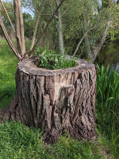 A large tree stump in the foreground, with a rough, textured bark. At the top of the stump, there is a circular opening filled with green plants and small white flowers. The stump is surrounded by lush green grass, and the background you can see a pond.
