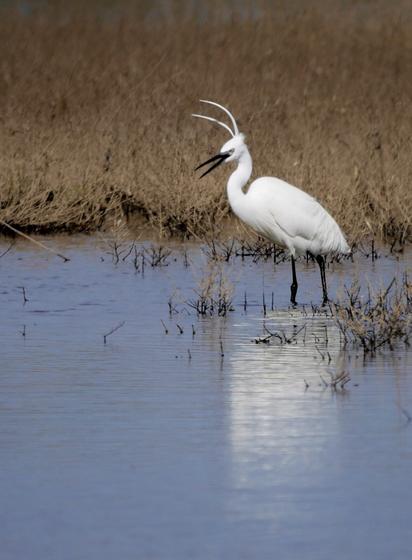 Une aigrette garzette debout dans un plan d’eau peu profond. L’aigrette a deux plumes blanches très longues sur le dessus de la tête (plumage nuptial), qui sont dressées vers l’avant à cause du vent. Son bec est ouvert, ce qui lui donne un air surpris et choqué. Derrière elle, on voit une bande de terre couverte de végétation rase et brunâtre. Devant elle, l’eau calme et bleutée de l’étang, qui reflète légèrement le blanc de son plumage.