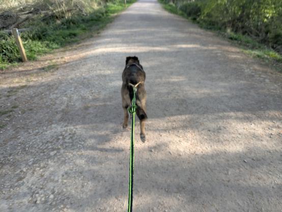 View from behind a running dog, pulling on a canicross line, running along a gravel track with green vegetation on either side.