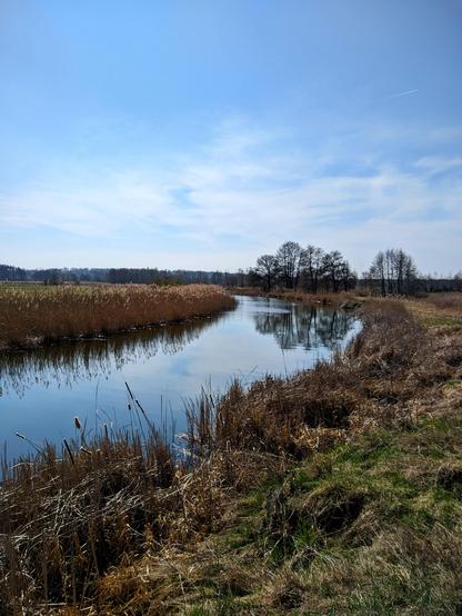 Zakole rzeki otoczonej suchym sitowiem pod błękitnej niebem.