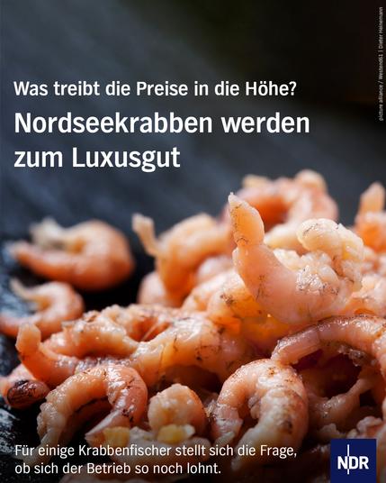 Foto: Nordseekrabben
Text: Was treibt die Preise in die Hohe? Nordseekrabben werden zum Luxusgut.
Für einige Krabbenfischer stellt sich die Frage, ob sich der Betrieb so noch lohnt.