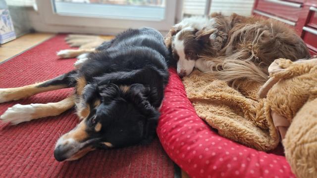 Zwei gechillte Bordercollies