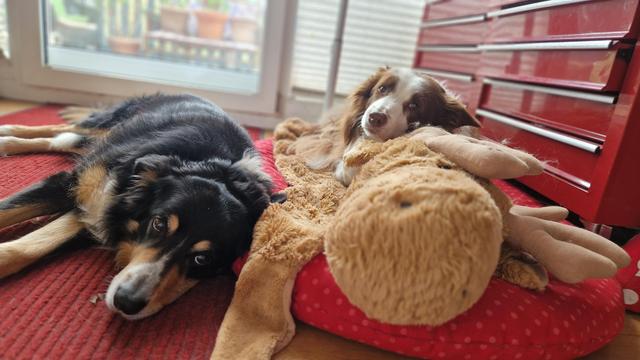 Zwei gechillte Bordercollies