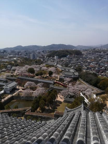 View of castle grounds with city and low mountains beyond. The weather is sunny. There are many cherry blossom trees blooming inside the castle grounds. In the foreground we can see the roof tiles of the castle.