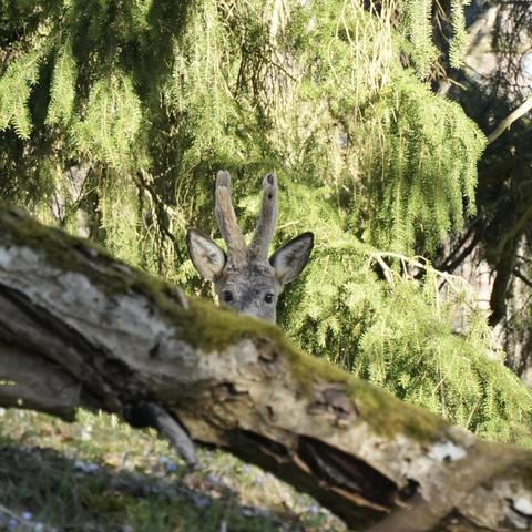 Behind an old moss covered log is a deer head with furry antlers and ears pointing forward, looking straight ahead with big dark eyes.