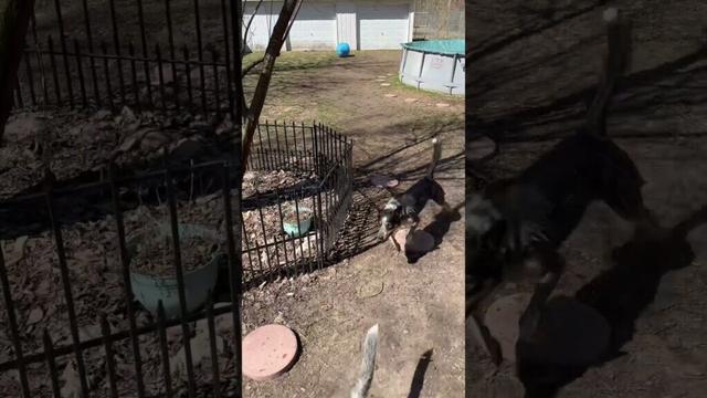Day in the life of my cattle dog #dog #australiancattledog #blueheeler