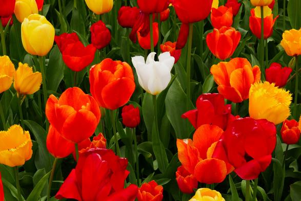 This photo shows a field of tulips in various colors, including red, orange, yellow, and one white tulip.