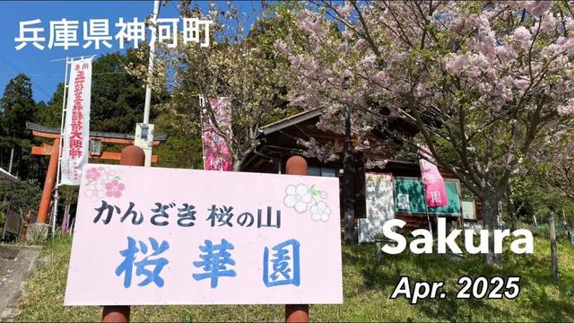 Cherry blossom 2025 （我が町のさくら）