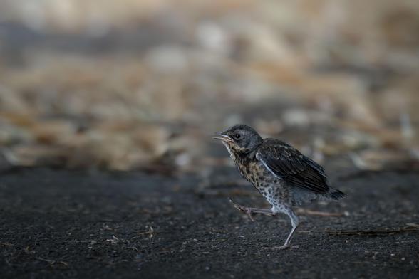Juvenile fieldfare taking a big step forward, with its beak a bit open, walking from the right side of the frame to the left over the asphalt, with dried leaves in the background.
