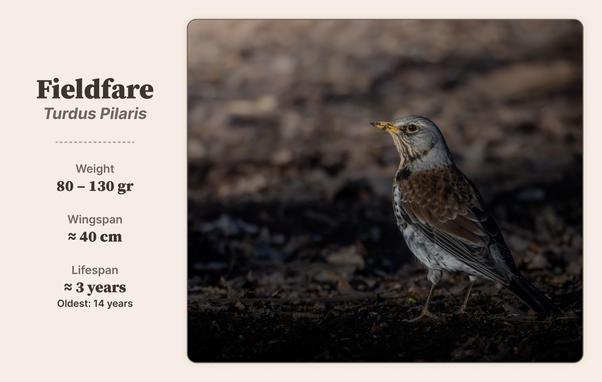Adult fieldfare standing in the mud, with some dirt on his beak from foraging for worms. Next to the picture is the text: Fieldfare, Turdus pilaris, Weight: 80-130gr, Wingspan: 40cm, Lifespan: 3 years (oldest: 14 years)