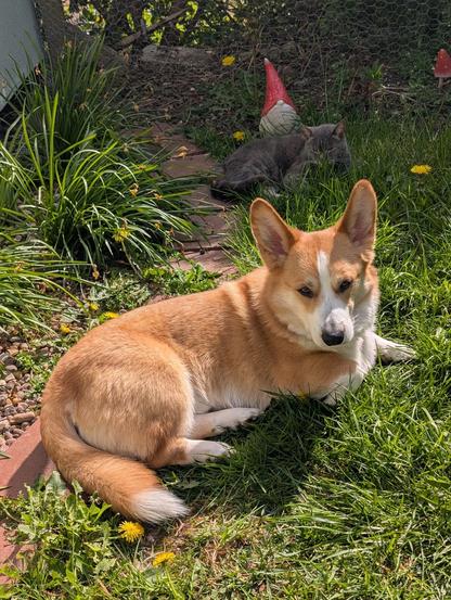A Corgi lies in the sun on some unruly garden grass. Behind him, a grey cat lies in much the same position.
