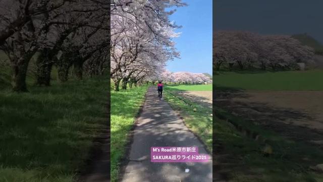 【サイクリング】米原市新庄SAKURA巡りライド2025.4.12〜M‘s  #ロードバイク #ロングライド #桜 #ゆるポタ