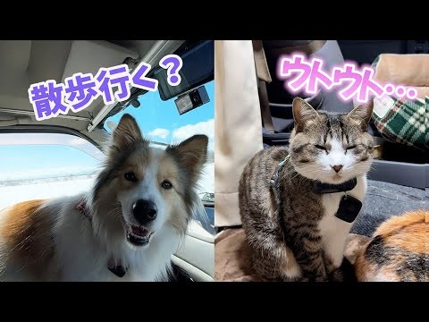 舟を漕ぎたい猫と散歩が短すぎて不満を爆発させる犬