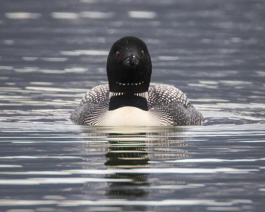 The Common Loon (aka Great Northern Diver, Gavia immer) is a striking and memorable bird, known for its eerie calls that echo across Eagle Lake—especially on foggy mornings. I saw this one yesterday off Pike’s Point, decked out in full breeding plumage, with that dagger bill, red eyes, and a front patch that looks like a bow tie. Its body shape reminds me of a nuclear sub—probably no coincidence. I was under camo netting, so while it clocked me as “suspicious,” it didn’t bolt. I got this frame as it swam by, keeping one wary eye on the weird new lump on the shoreline.